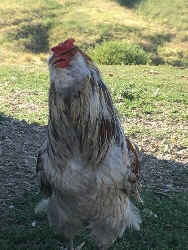 Aggressive roosters: How I tame mine with love in 6 .